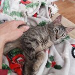 top cat care in colorado